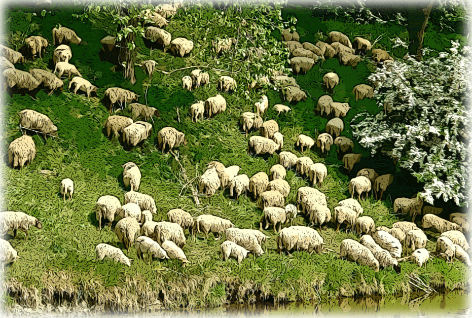 sheep