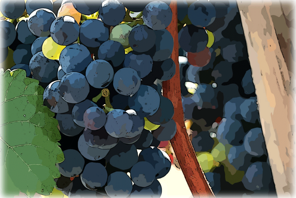 wine